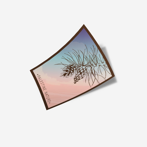 ستكر - صنوبر