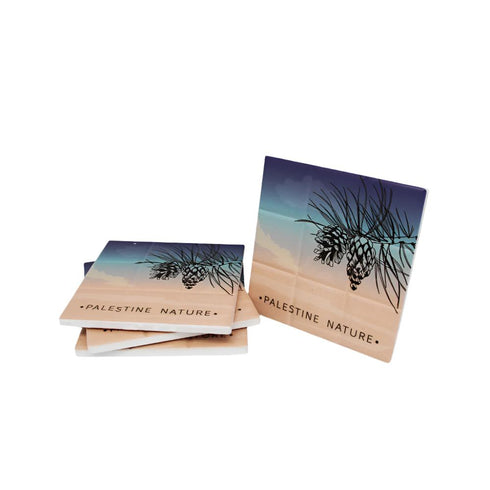 كوستر - صنوبر فلسطين